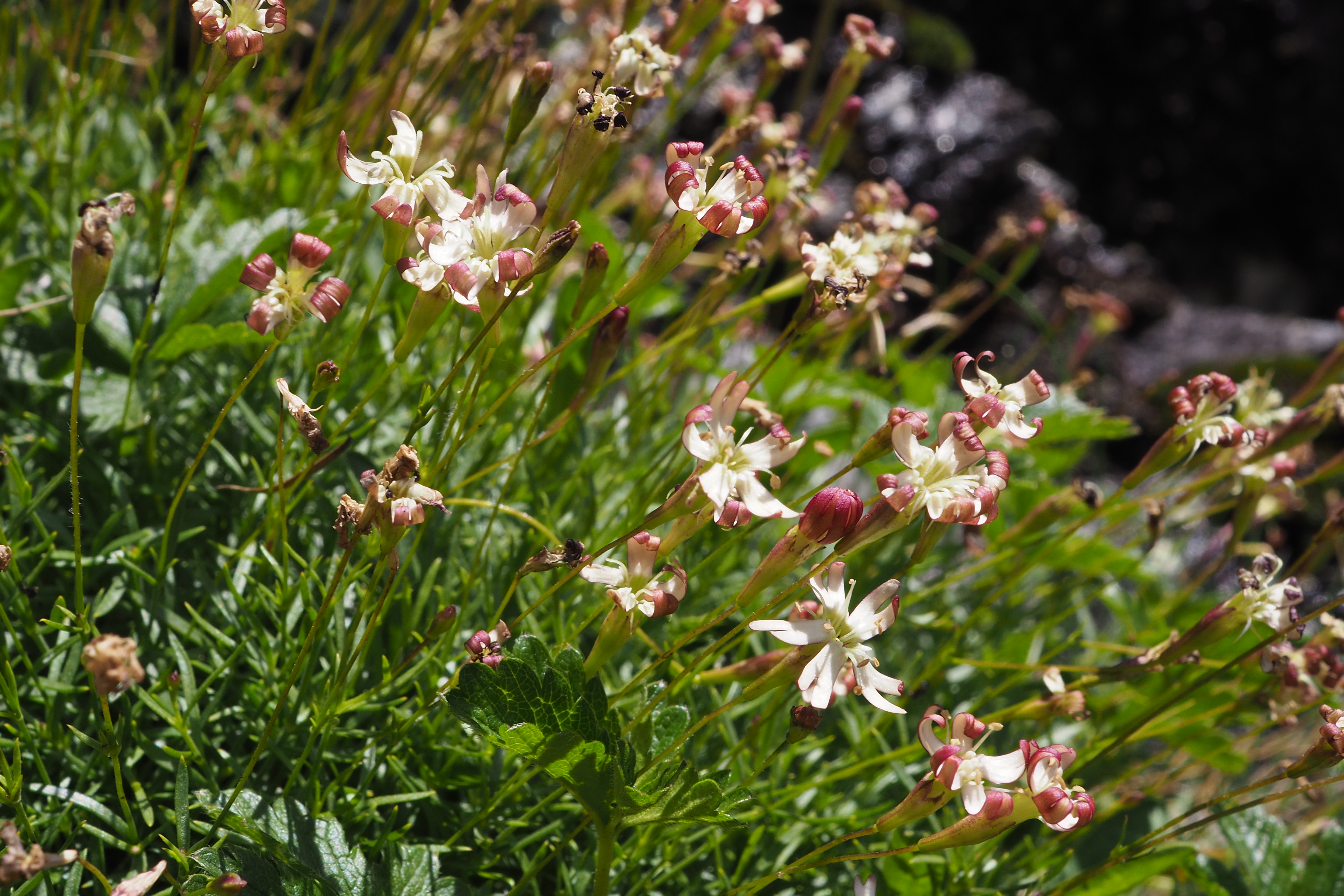 silene-saxifraga-l
